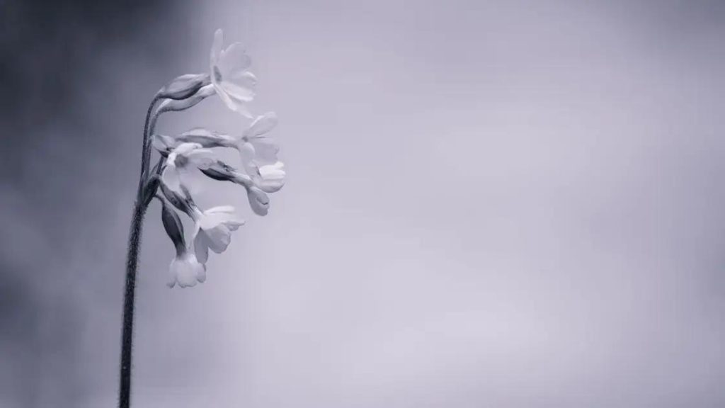 Coroas de Flores Para Funeral: Homenagem Com Respeito e Beleza No Último Adeus