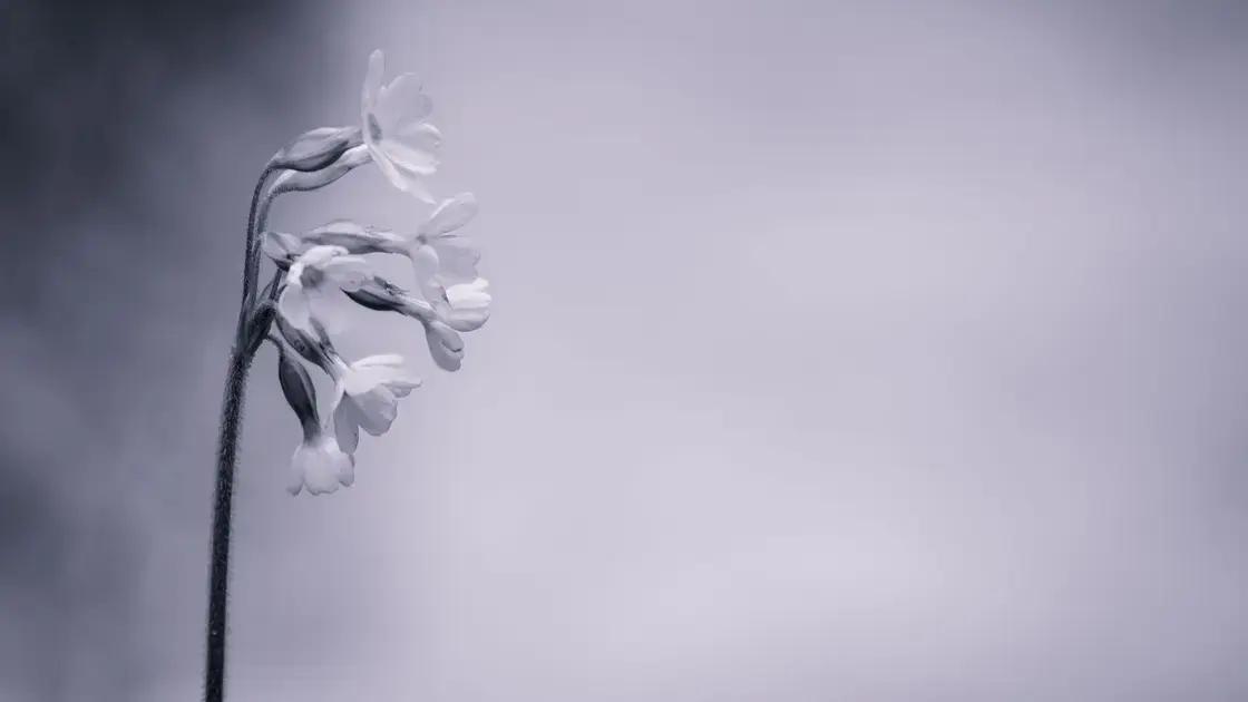 Coroas de Flores Para Funeral: Homenagem Com Respeito e Beleza No Último Adeus
