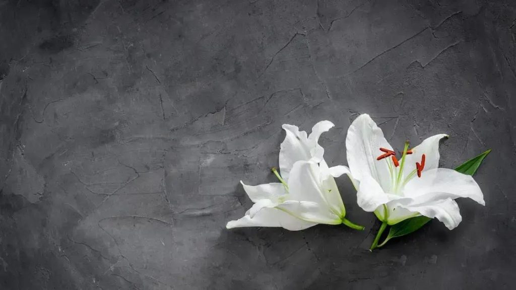 Translado Funerário Internacional: Cuidados Essenciais Para Repatriar Com Dignidade