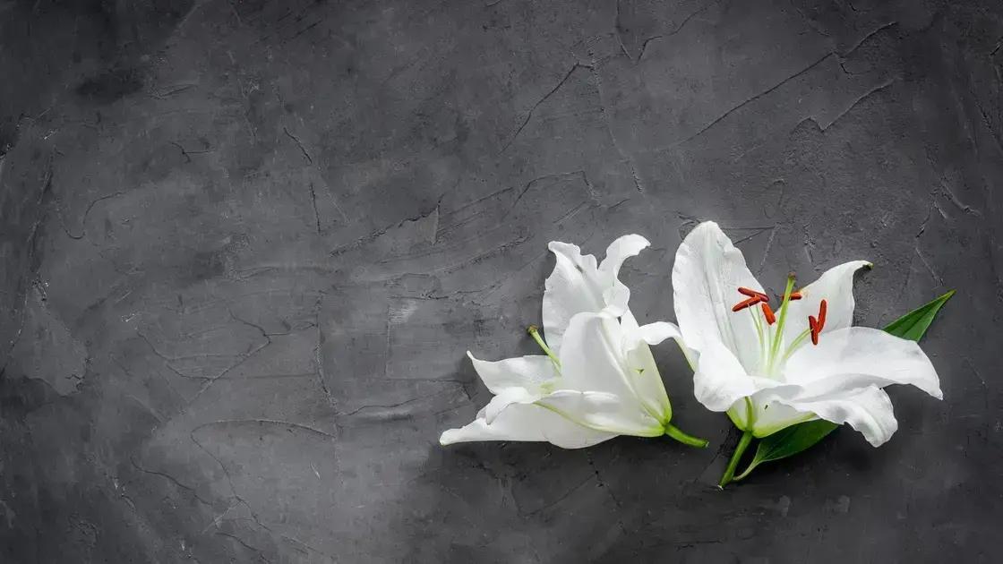 Translado Funerário Internacional: Cuidados Essenciais Para Repatriar Com Dignidade